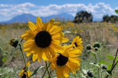 Martin-Lake-Loop-Lathrop-State-Park-Sunflower-Close