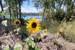 Martin-Lake-Loop-Sunflower-in-the-woods