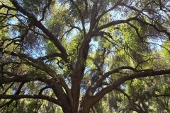Malibu-Creek-State-Park-MASH-cool-tree