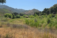 Malibu-Creek-State-Park-MASH-greenery
