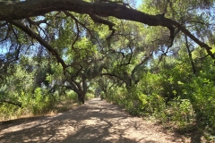 Malibu-Creek-State-Park-MASH-trail-under-trees