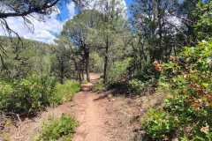 McPhyee-Overlook-trail-through-the-trees