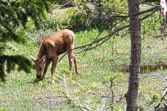 Baby-Feeding-in-field