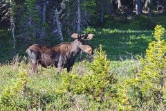 Bull-Moose