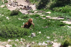 Calf-Moose-kneeling-to-eat