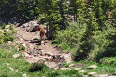 Calf-Moose-on-Trail