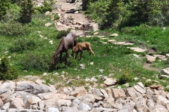 Calf-Moose-under-Cow