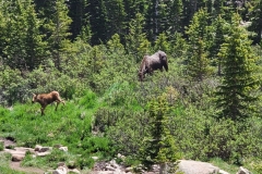 Calf-and-Cow-Near-trail