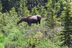 Cow-Moose-Full