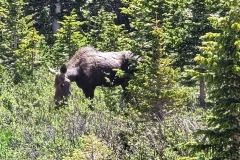Cow-Moose-Head-down-in-bushes