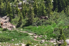 Cow-Moose-Hiding-Calf-on-Trail