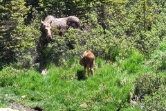 Cow-Moose-Looking-at-Calf