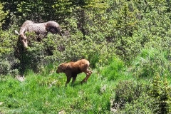 Cow-Moose-Near-Calf