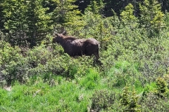 Cow-Moose-facing-away