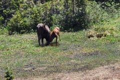 Cow-and-Calf-Drinking-from-Puddle
