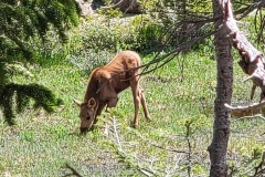 Moose-Calf-grazing