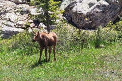 Moose-Calf-in-the-field