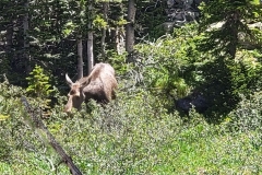Moose-Cow-hiding