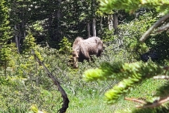 Moose-Cow-in-the-weeds