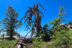 Mores-Mountain-Cool-Dead-Tree