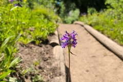 Mores-Mountain-Flower