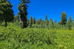 Mores-Mountain-green