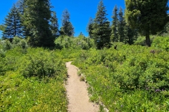 Mores-Mountain-starting-trail