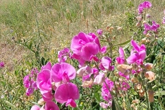 Mount-Sanitas-purple-flowers-close-up