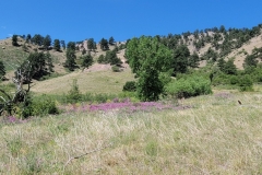 Mountt-Sanitas-purple-flowers-wide