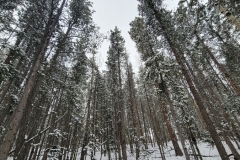 Mueller-Overlooks-Looking-up-at-trees