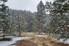 Mueller-Overlooks-Snowy-Field-with-Trees