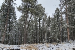 Mueller-Overlooks-Snowy-Treeline