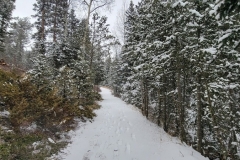 Mueller-Overlooks-Snowy-trail-through-pines