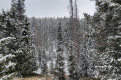 Mueller-Overlooks-Tops-of-snowy-pines