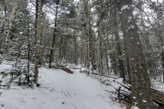 Mueller-Overlooks-Trail-with-tall-snowy-trees