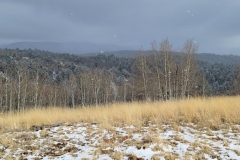 Mueller-Overlooks-Treeline-with-peaks-in-back