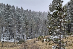 Mueller-Overlooks-Valley-of-snowy-trees