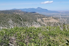 Park-Point-Overlook-At-Mesa-Verde-Western-views-wide-with-branches