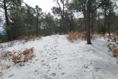 Battle-of-Gloriea-Pass-trail-in-trees-green-and-brown