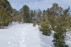 Battle-of-Glorieta-Pass-Trail-through-trees-near-end