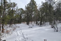 Battle-of-Glorieta-Pass-footsteps-in-the-snow