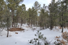 Battle-of-Glorieta-Pass-random-trees