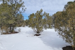 Battle-of-Glorieta-Pass-small-trees