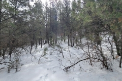 Battle-of-Glorieta-Pass-whipsy-branches