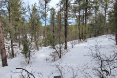 Battle-of-Glorieta-Pass-young-trees