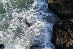 Point-Dume-Seal-down-in-wash