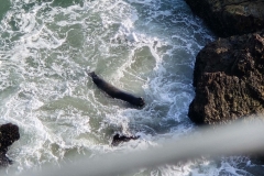 Point-Dume-Seal-wide-in-wash