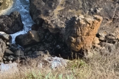 Point-Dume-seal-on-rocks