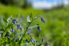 Rabbit-Ears-Parss-Purple-Flower