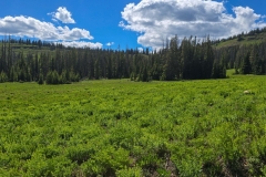 Rabbit-Ears-Pass-Green-valley-leading-up-to-trees